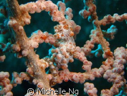 my first pygmy seahorse encounter, i was very very excite... by Michelle Ng 